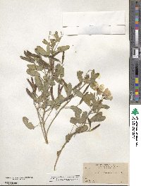 Senna bauhinioides image