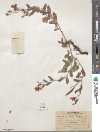 Cassia biflora image