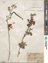 Cassia biflora image
