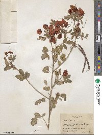 Cassia biflora image