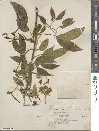 Senna fruticosa image