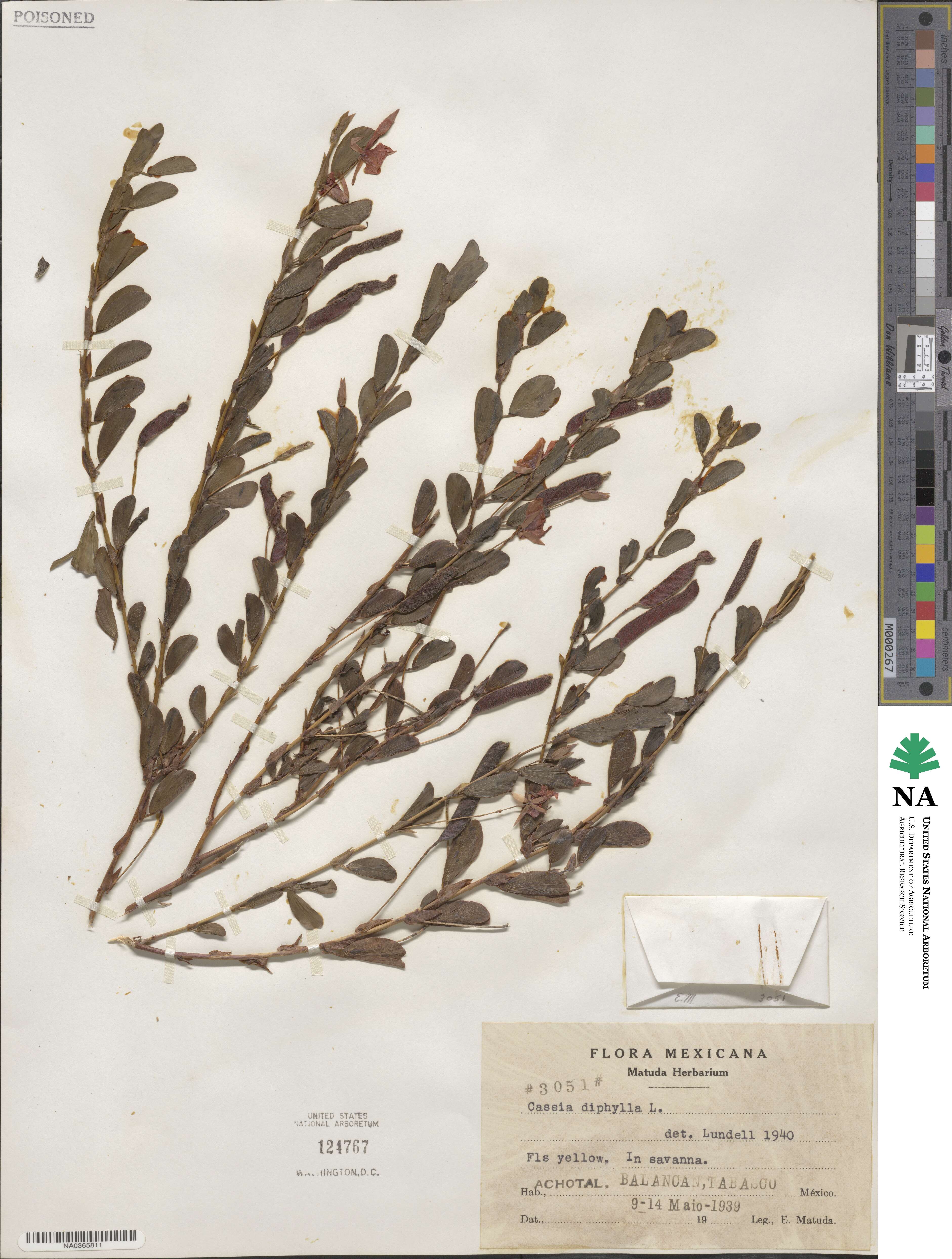 Chamaecrista diphylla image