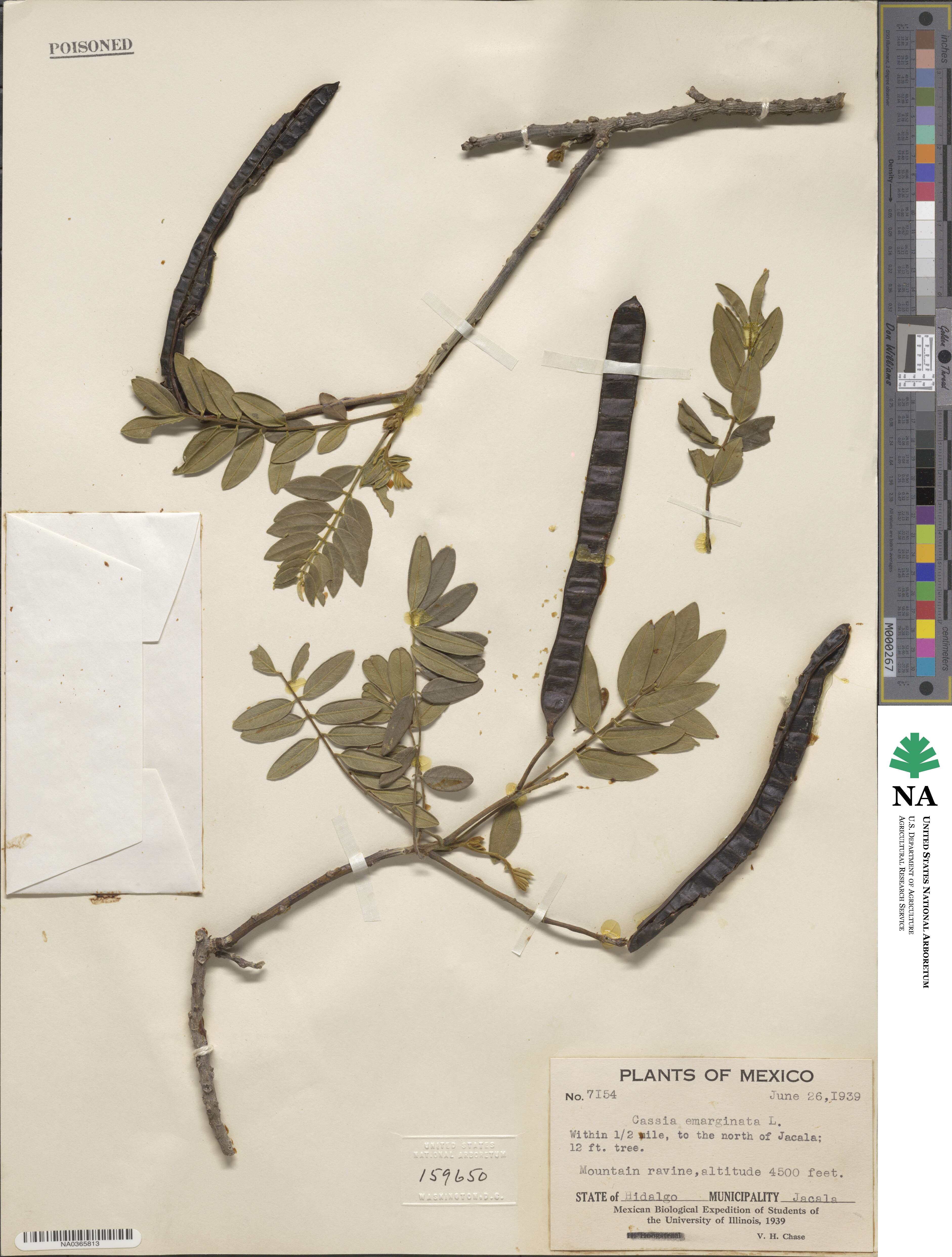 Cassia image