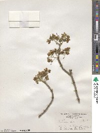 Cassia emarginata image