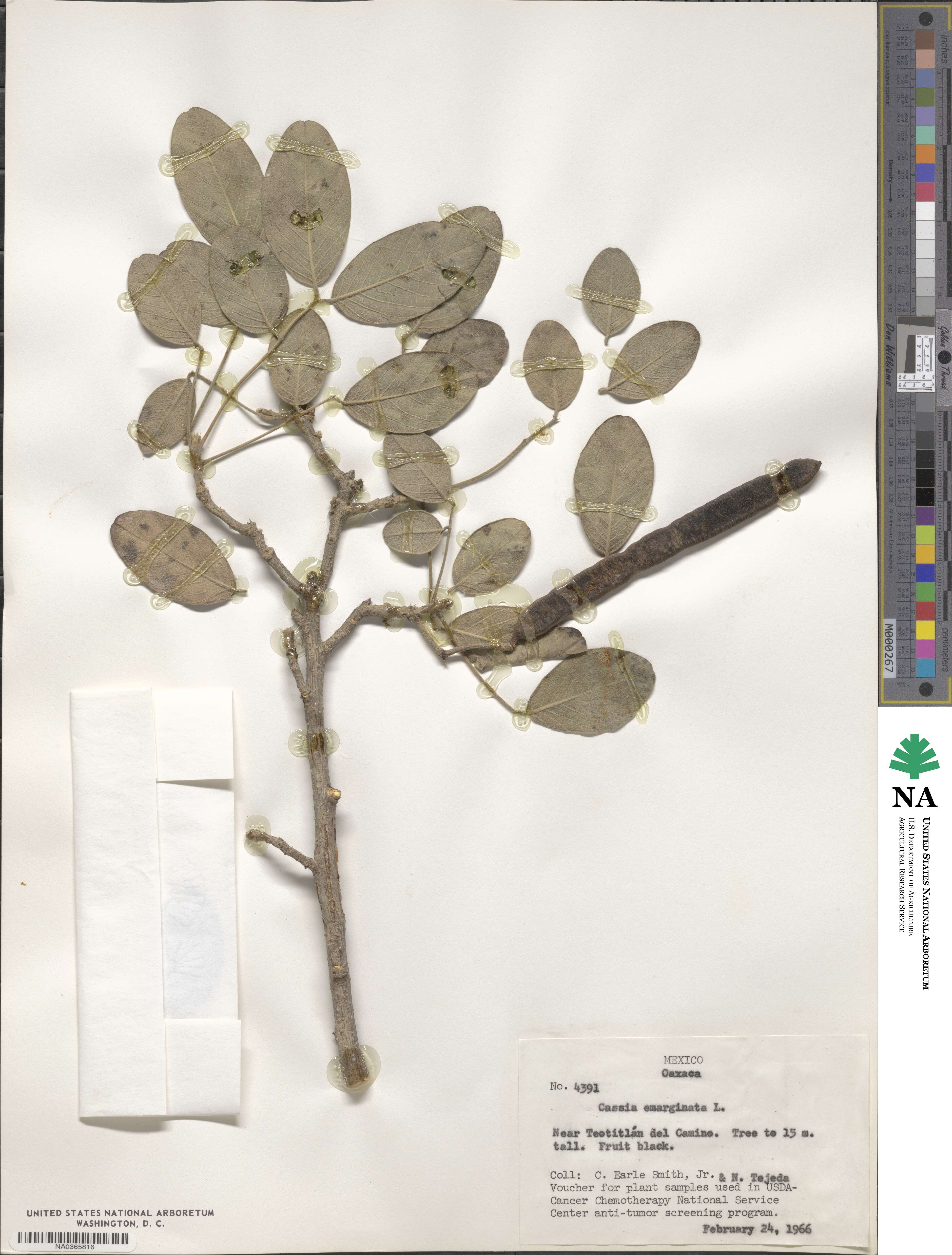 Cassia emarginata image