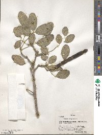 Cassia emarginata image