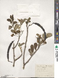 Cassia emarginata image