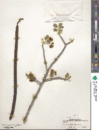 Cassia emarginata image