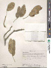 Cassia emarginata image