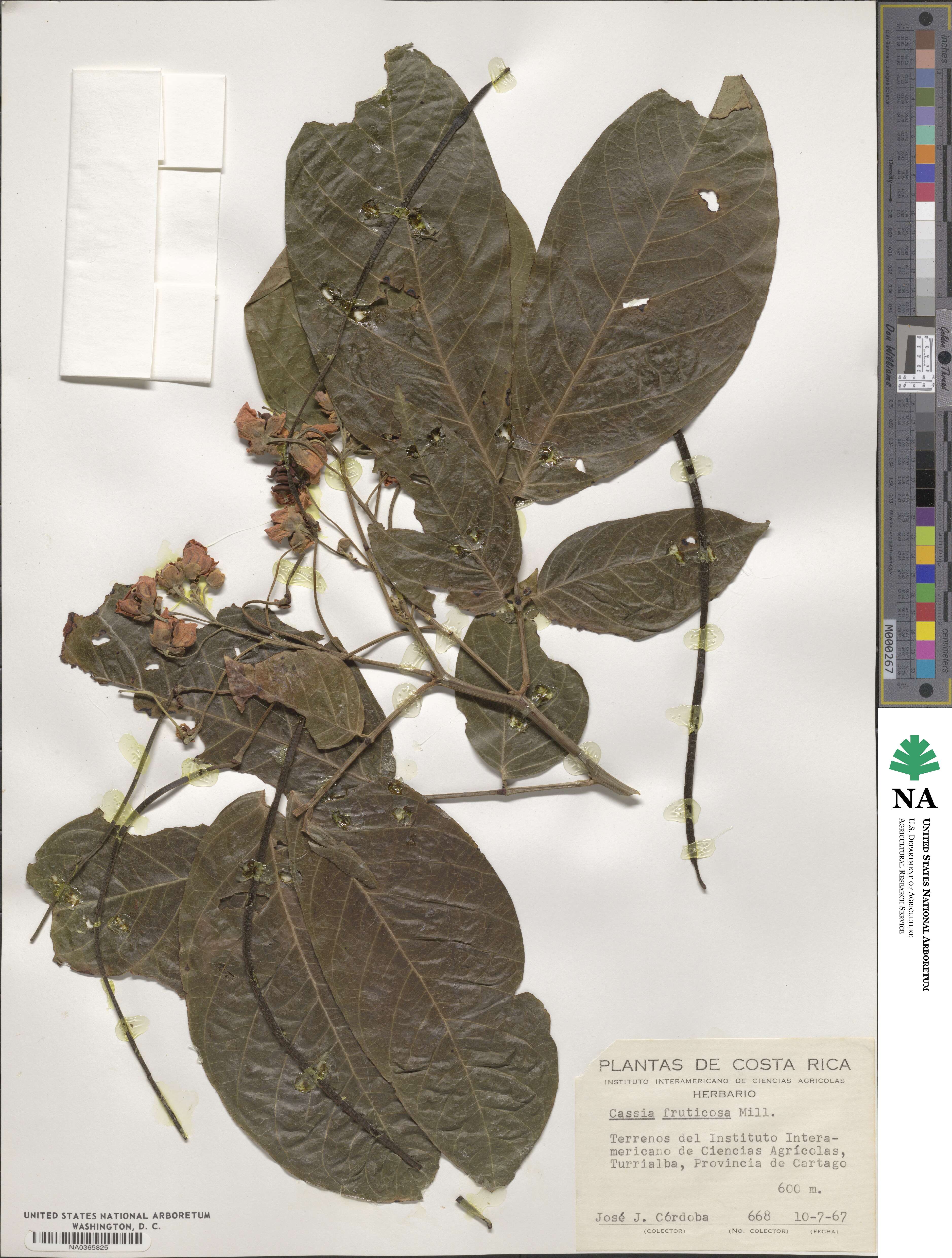 Senna fruticosa image