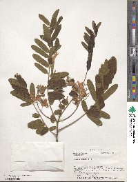 Cassia grandis image