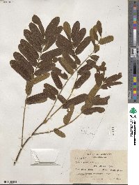 Cassia grandis image