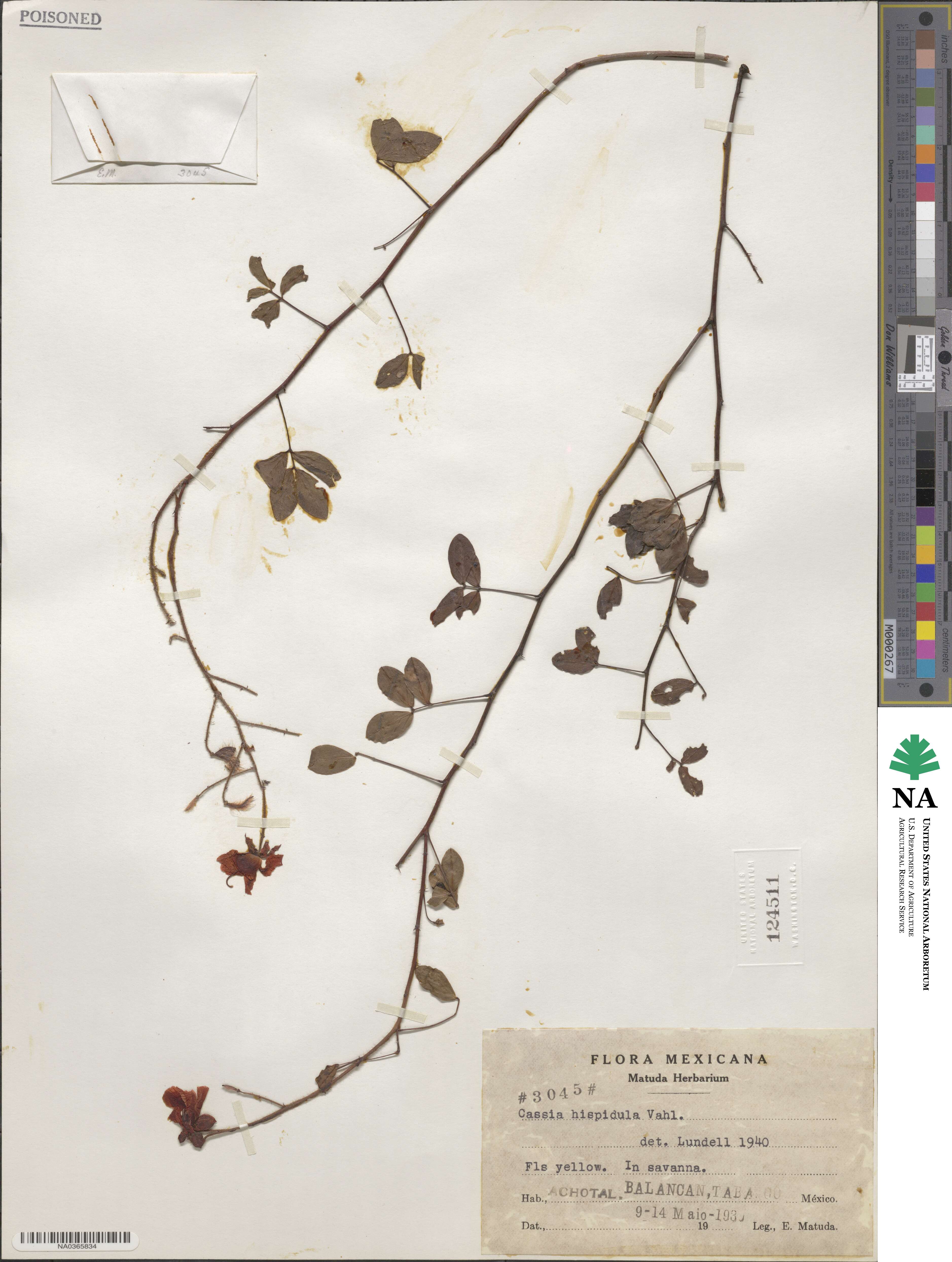 Chamaecrista hispidula image