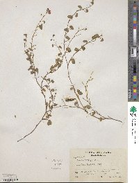 Chamaecrista fagonioides var. fagonioides image