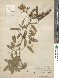 Senna septemtrionalis image