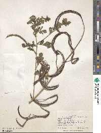 Senna leiophylla image