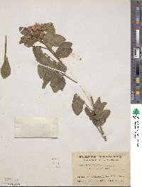 Senna leiophylla image