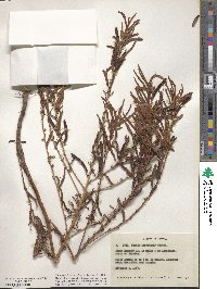 Chamaecrista nictitans var. leptadenia image