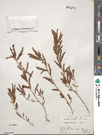 Chamaecrista nictitans var. leptadenia image