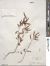 Chamaecrista nictitans var. leptadenia image