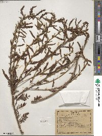 Chamaecrista nictitans var. leptadenia image