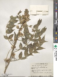 Senna hirsuta image