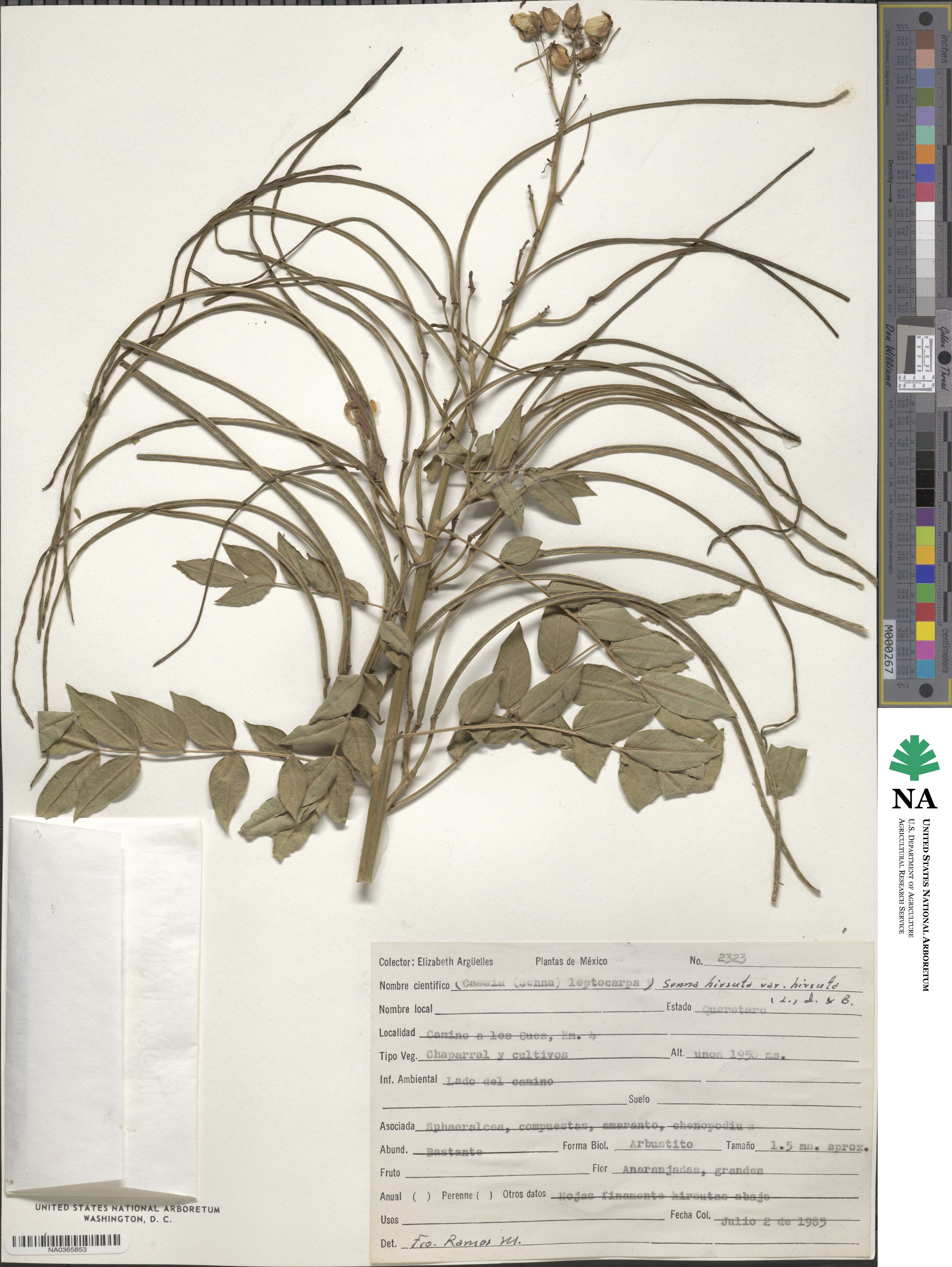 Senna hirsuta image
