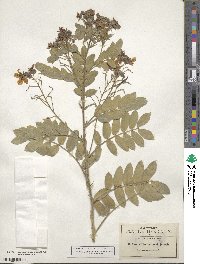 Senna lindheimeriana image