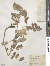 Senna lindheimeriana image