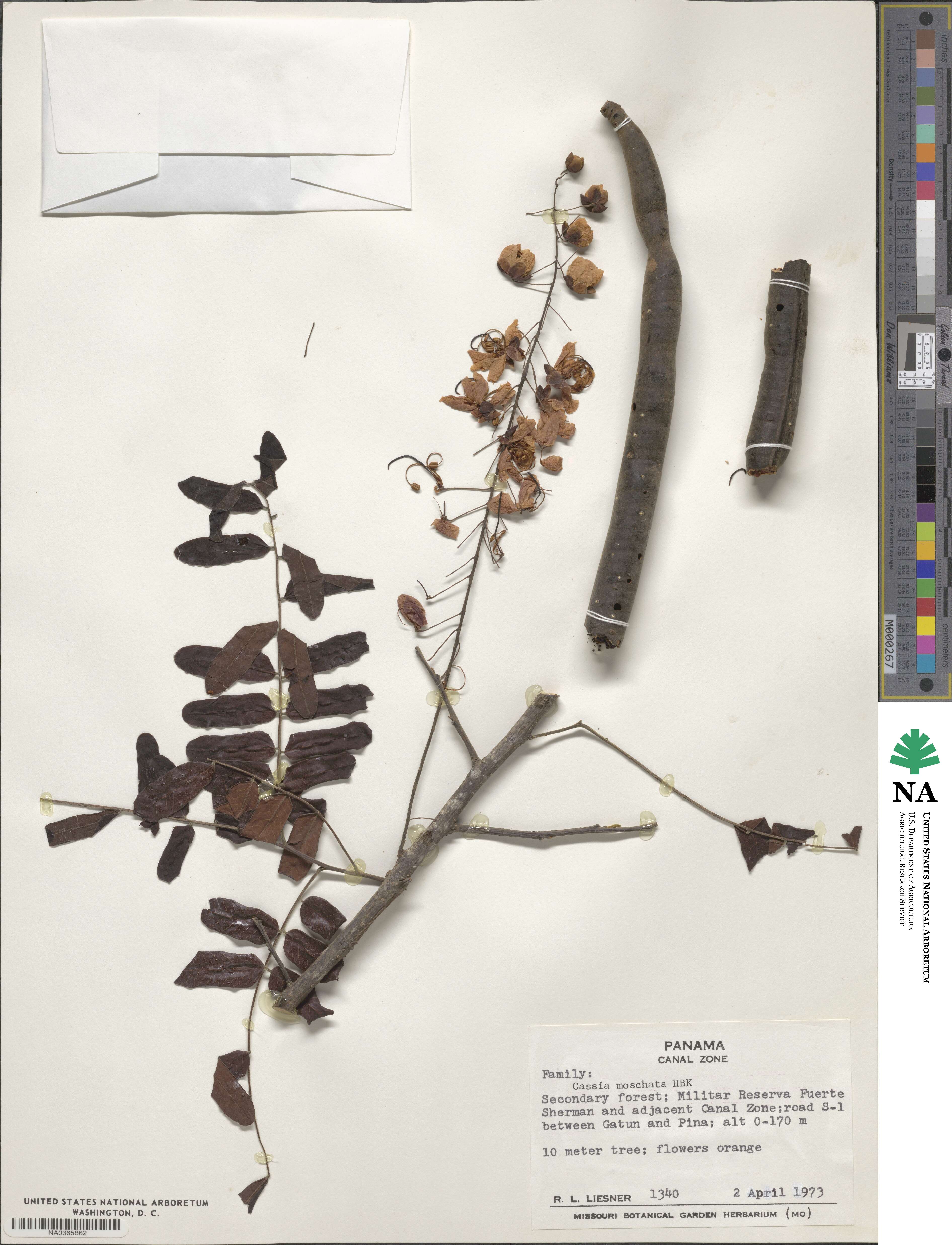 Cassia moschata image