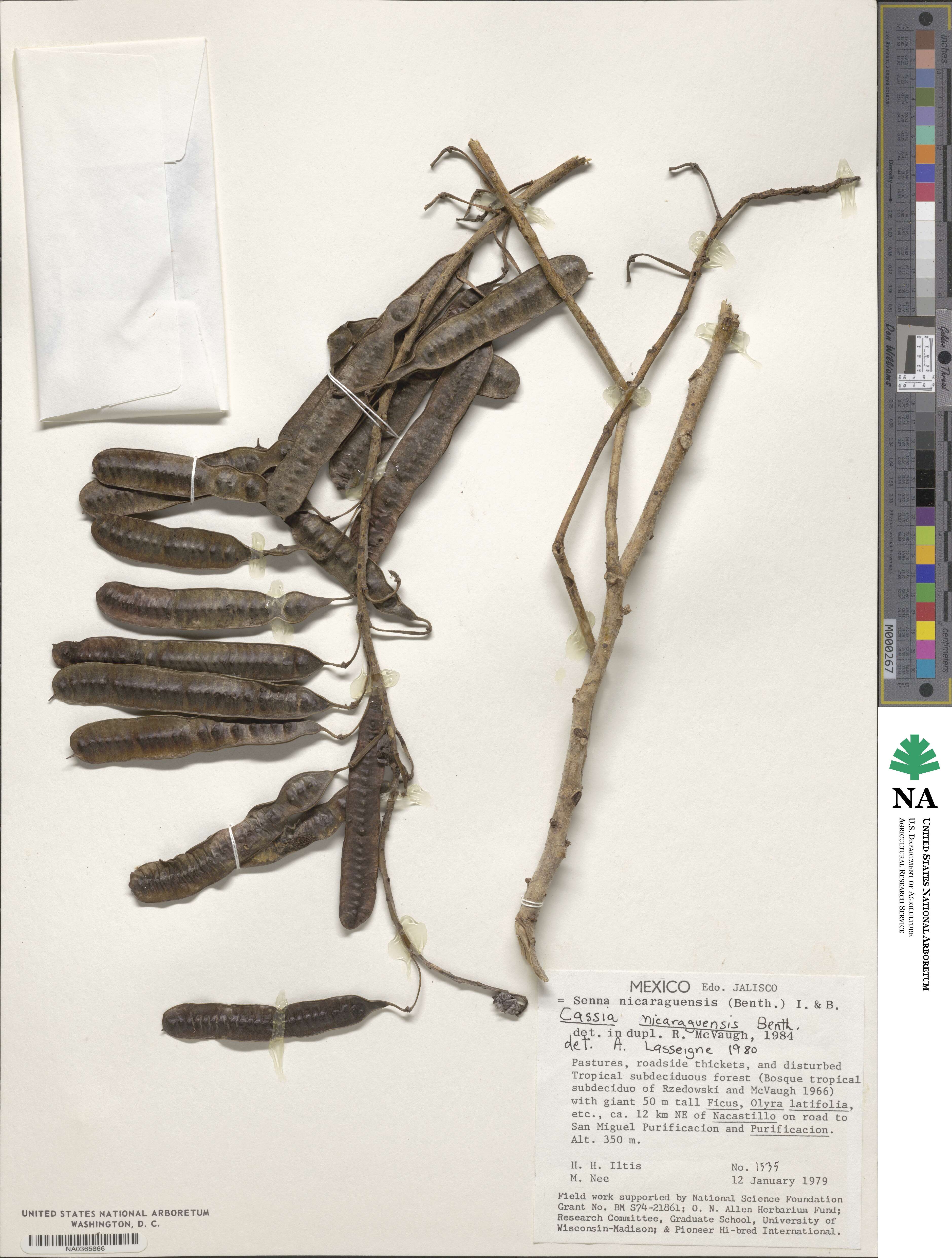 Senna nicaraguensis image