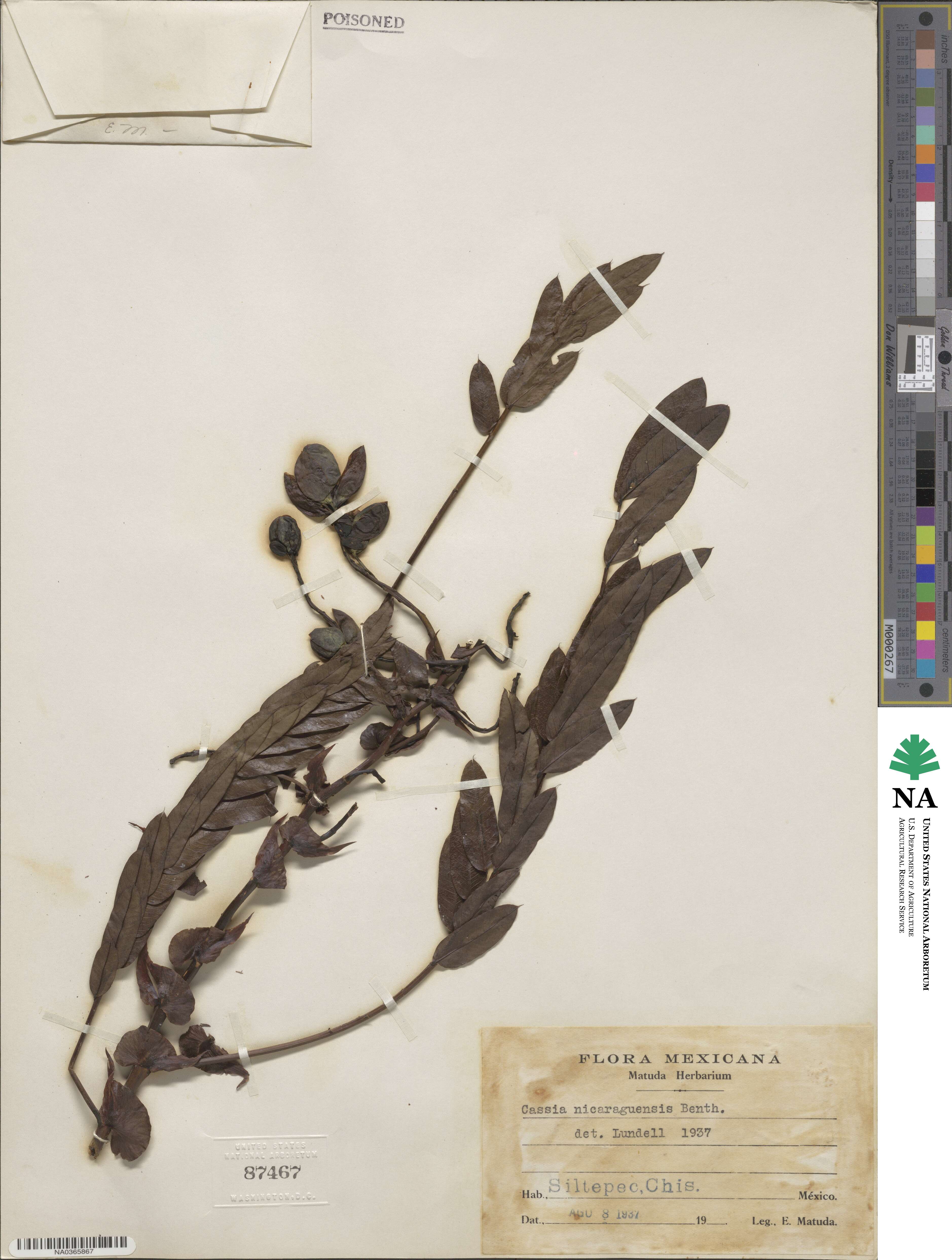 Senna nicaraguensis image
