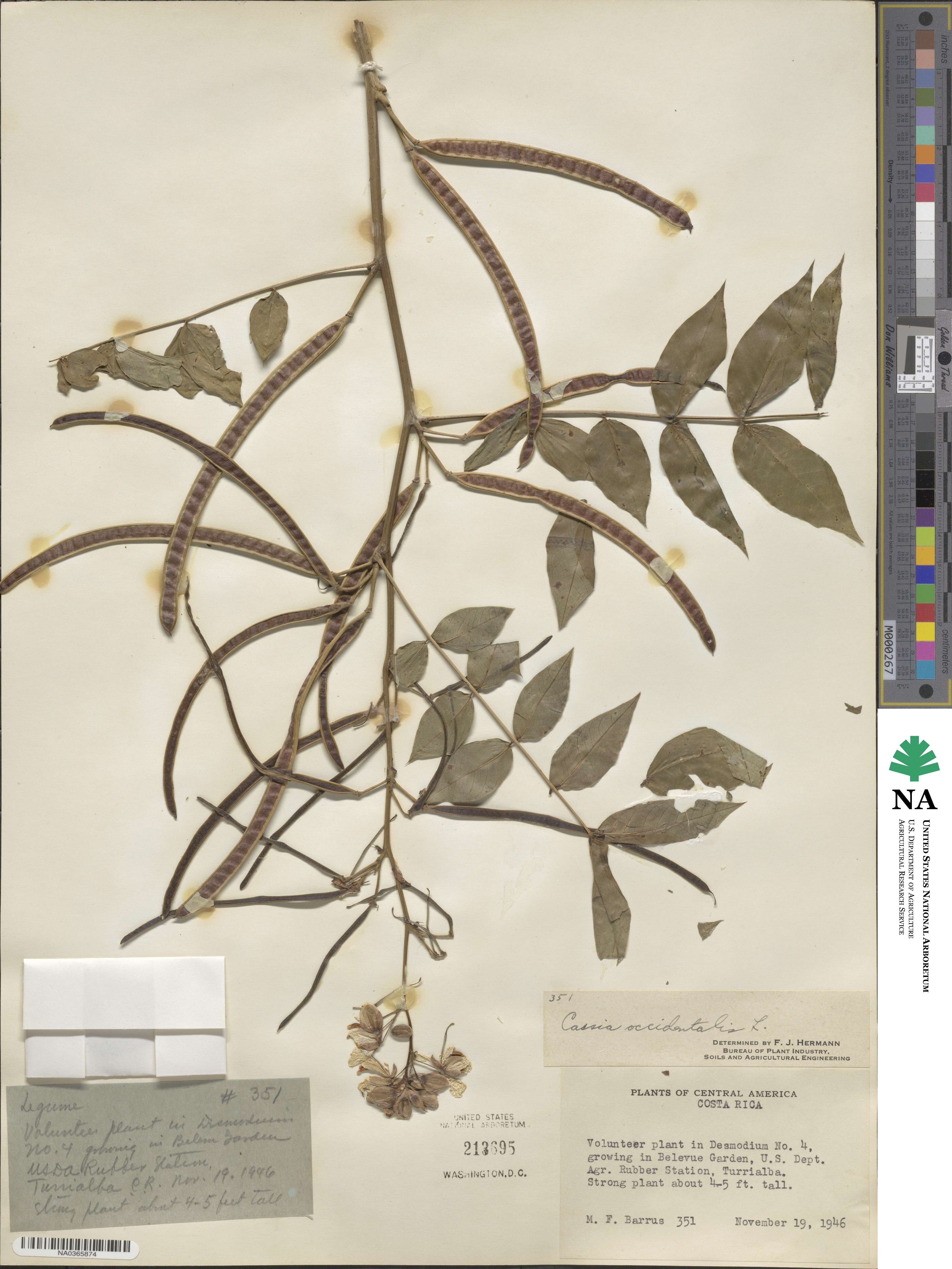 Senna occidentalis image
