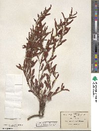 Chamaecrista serpens image