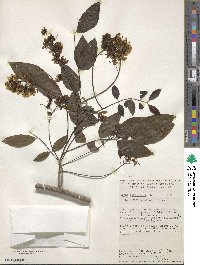 Senna peralteana image