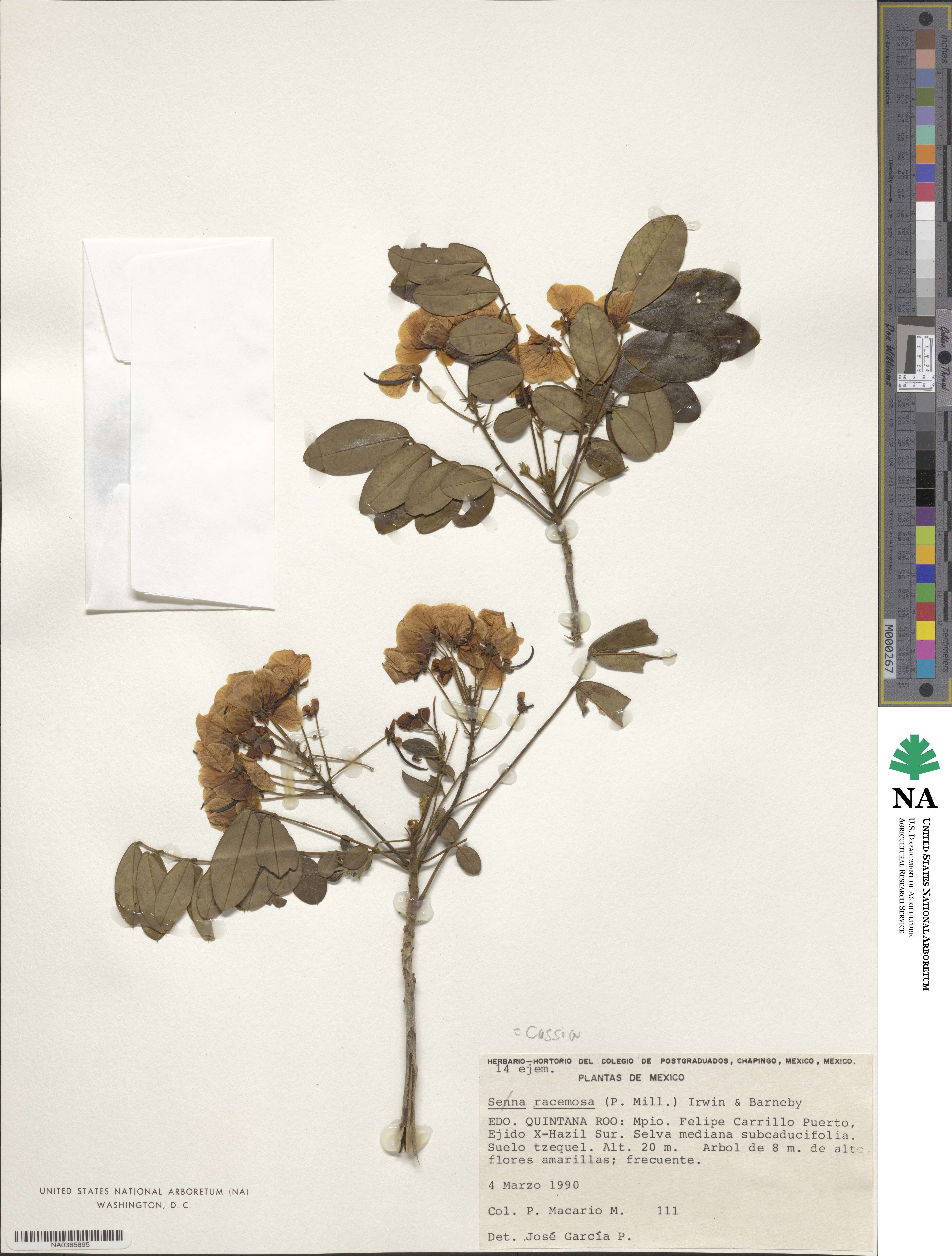 Cassia racemosa image