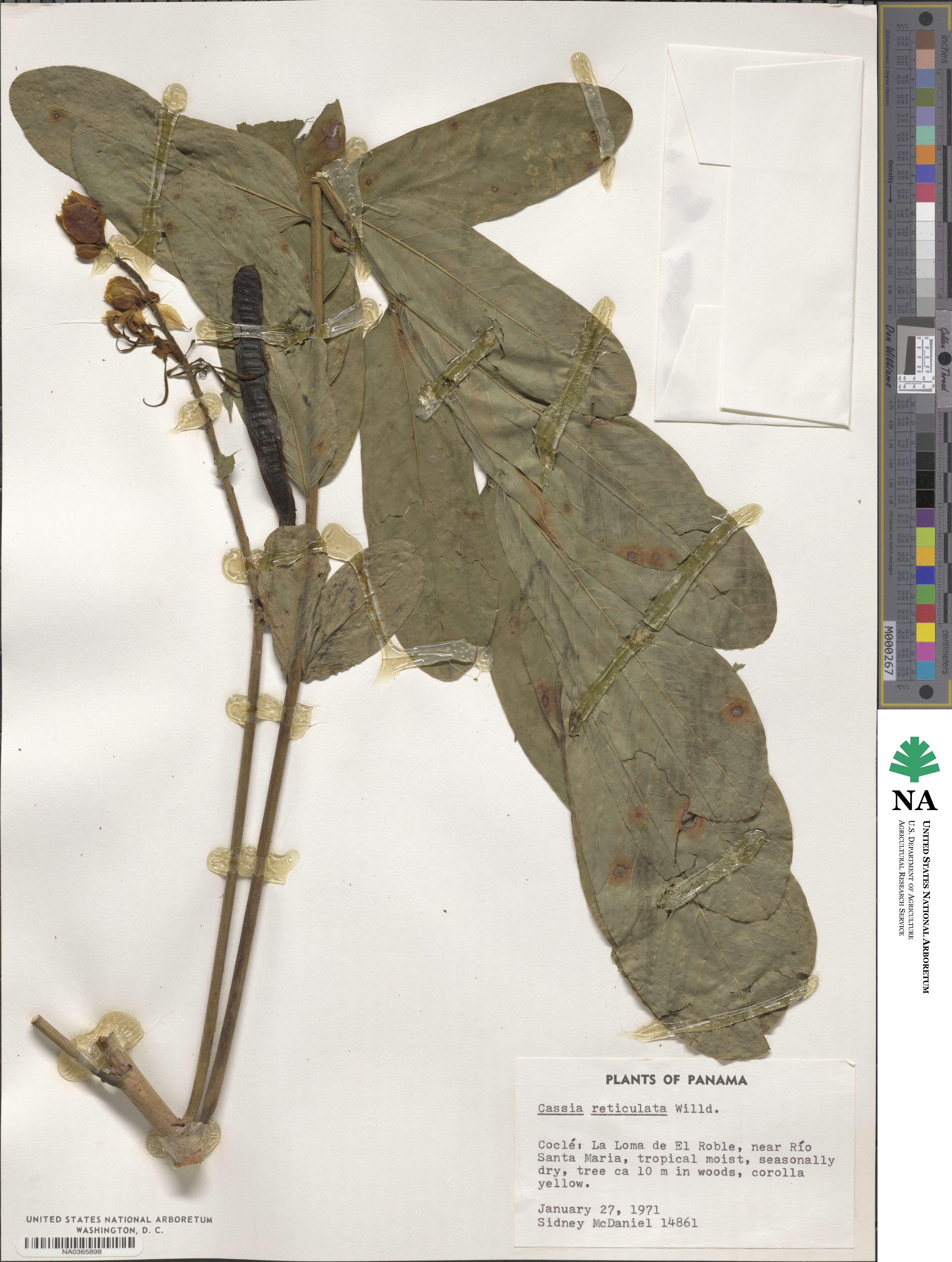 Senna reticulata image