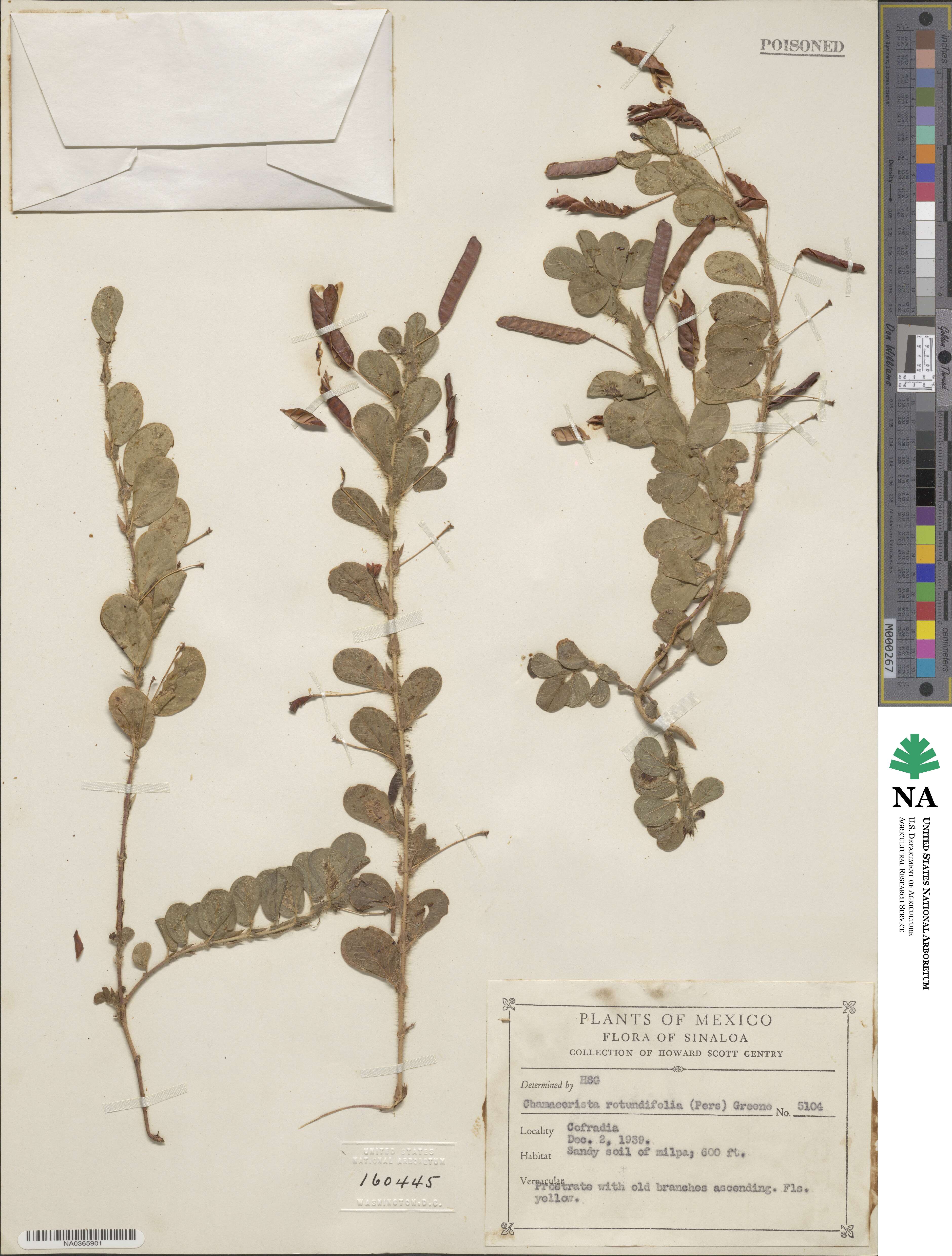 Chamaecrista rotundifolia image