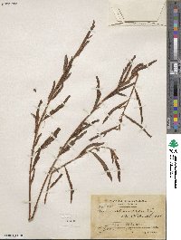 Chamaecrista nictitans subsp. disadena image