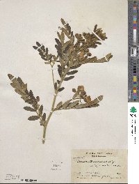 Cassia tomentosa image