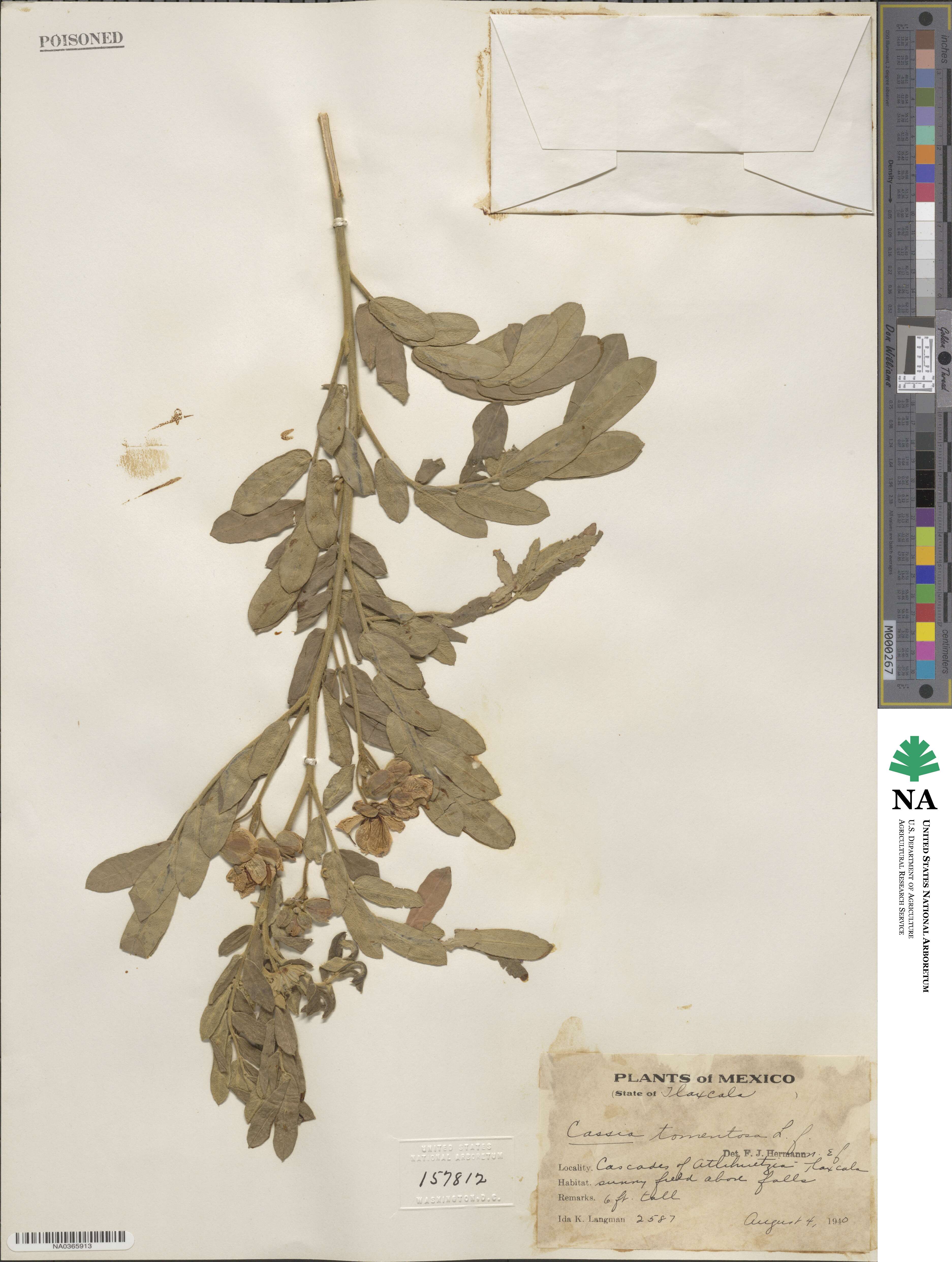 Cassia tomentosa image