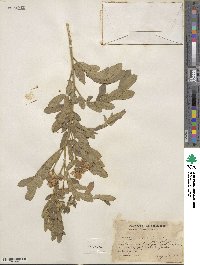 Cassia tomentosa image