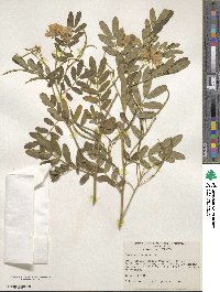 Cassia tomentosa image