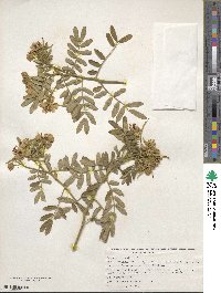 Cassia tomentosa image