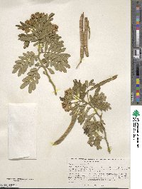 Cassia tomentosa image