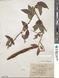 Senna undulata image