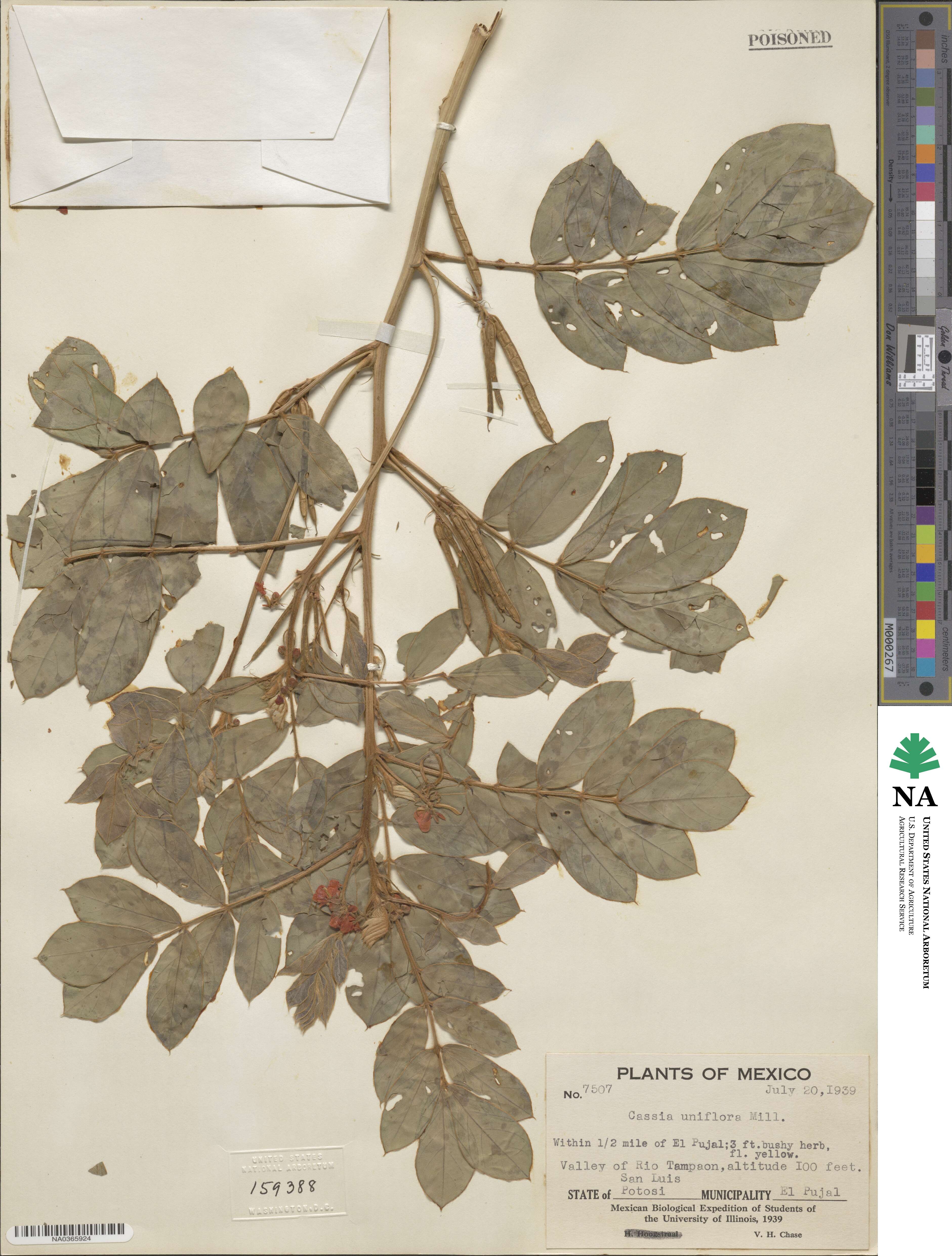 Cassia uniflora image