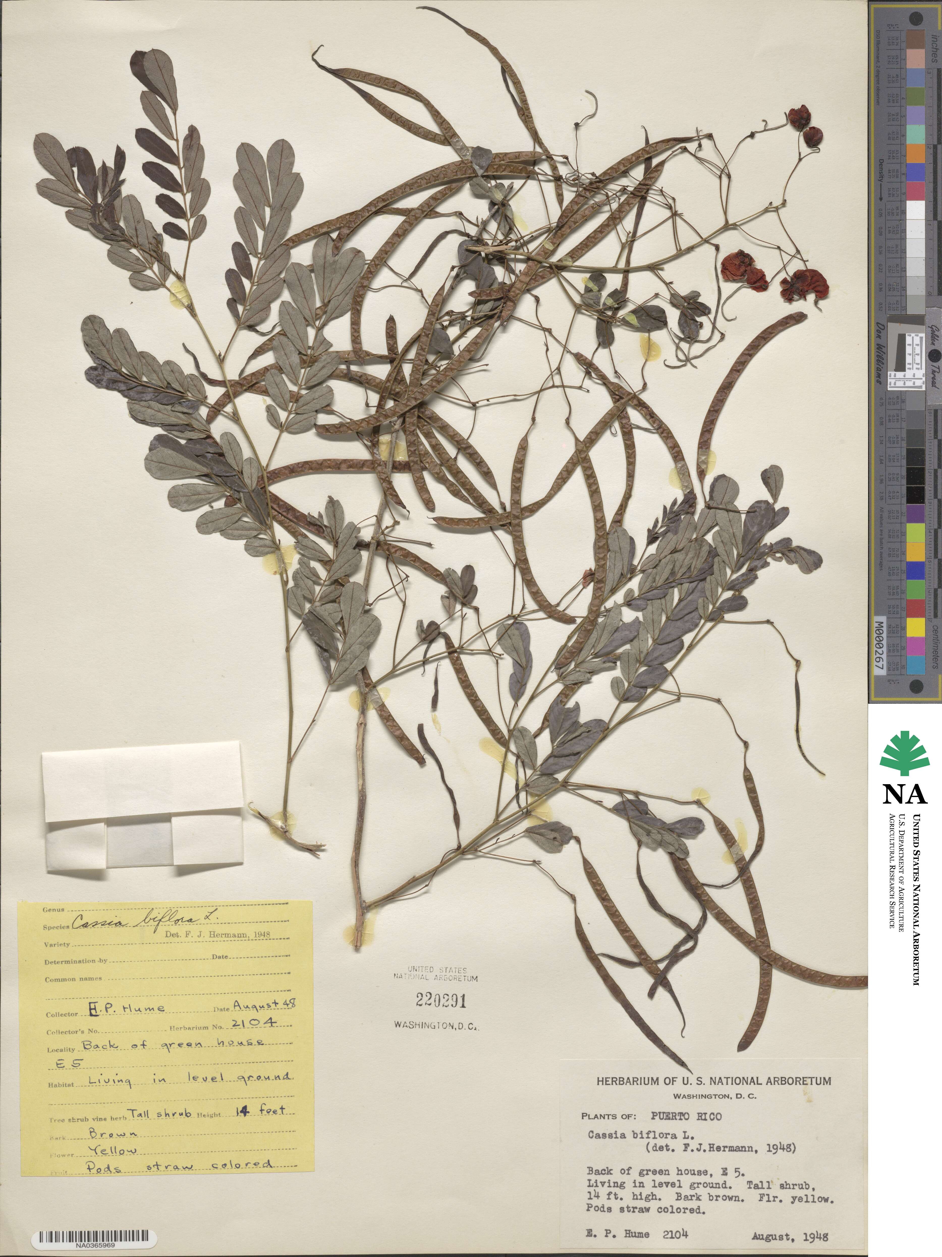 Cassia biflora image