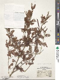 Chamaecrista glandulosa image