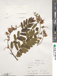 Cassia grandis image